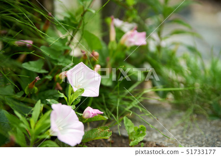 Hirugao在花園裡盛開 51733177