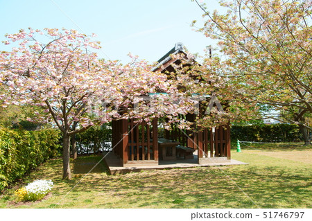 Sakura and Asa 51746797