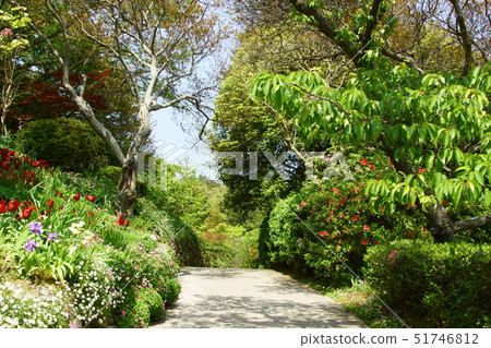 Slope of green and tulips 51746812