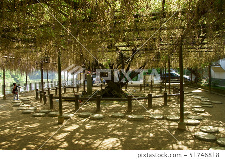 Wisteria and sunbeams at the reception 51746818