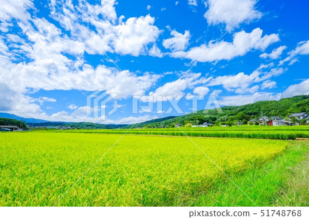 Summer rural landscape (August) 51748768