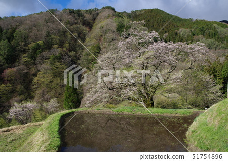 櫻花的橋樑 51754896