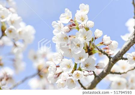 Somei Yoshino (up empty back) 51794593