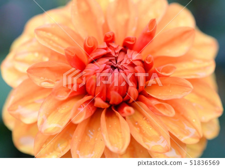 布查特花園花 布查特花園花 51836569