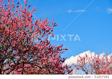 Flower peach blossoms 51857381