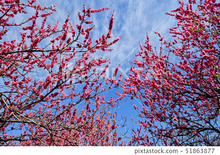 Flower peach blossoms 51863877
