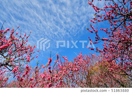 Flower peach blossoms 51863880