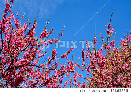 Flower peach blossoms 51863886