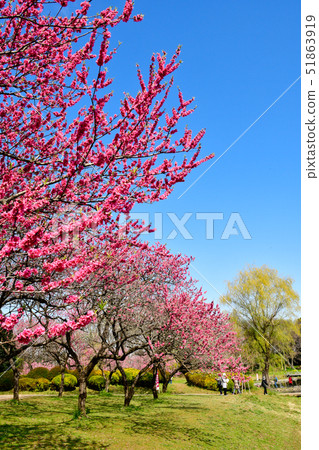 Flower peach blossoms 51863919