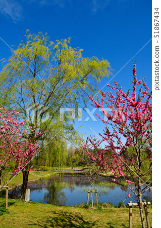 Flower peach blossoms 51867434