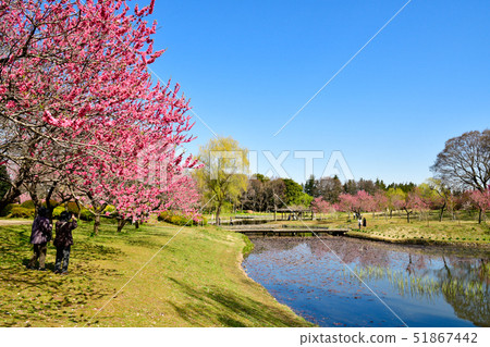 Flower peach blossoms 51867442