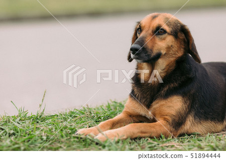 sad homeless dog in the nature sad homeless dog in the nature 51894444
