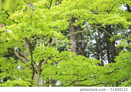 三鷹神社和新鮮的綠色 51899122