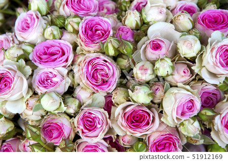 Roses Roses 51912169