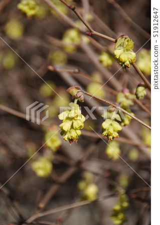 Tosa Mizuki Trisami flower language is "elegance" 51912647