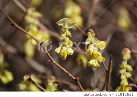 Tosa Mizuki Trisami花語是“優雅” 51912651