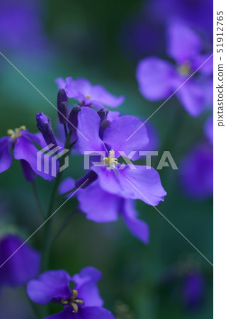 Hana Daikon Hanadaikon(Hanadaikon)是愛的語言。 Hana Daikon Hanadaikon(Hanadaikon)是愛的語言。 51912765