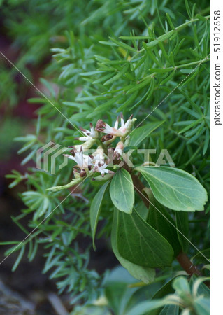 Fuyuki Grass Hokkaido flower language is "good door" 51912858