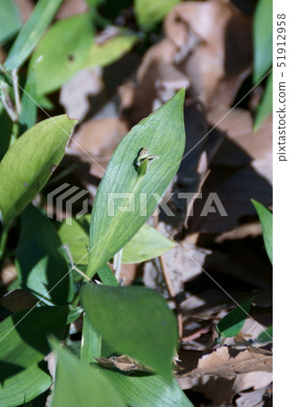 Ruscus Hippo film Ruscus Hippo film 51912958