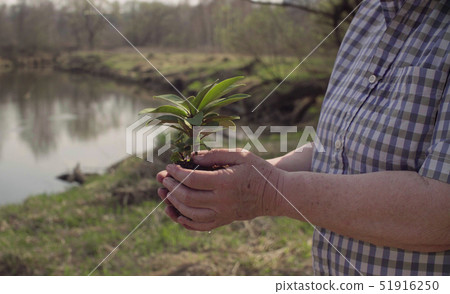 Old woman with the young tree in her hands Old woman with the young tree in her hands 51916250