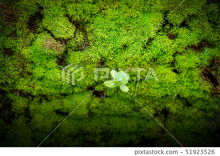 Moss texture, green background 51923526