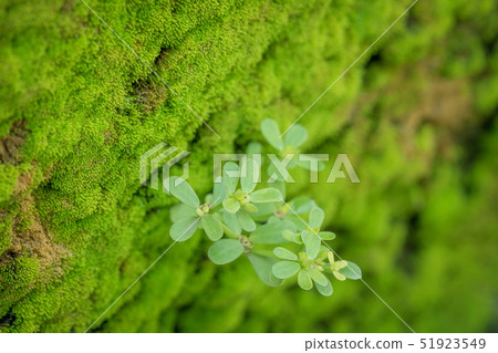 Moss texture, green background 51923549