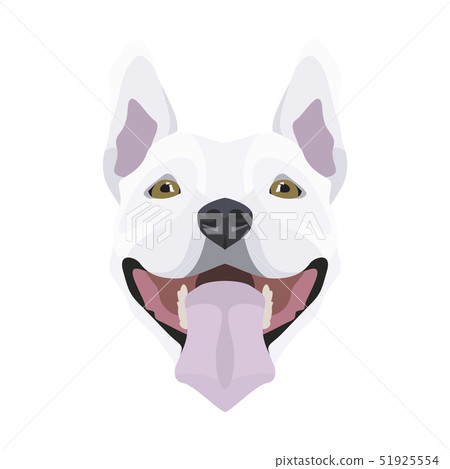Illustration Bull Terrier Illustration Bull Terrier 51925554