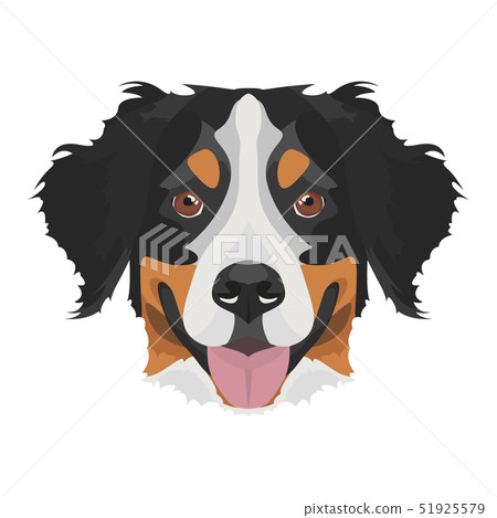 Illustration Bernese Mountain Dog Illustration Bernese Mountain Dog 51925579