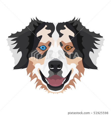 Illustration Australian Shepherd Illustration Australian Shepherd 51925598