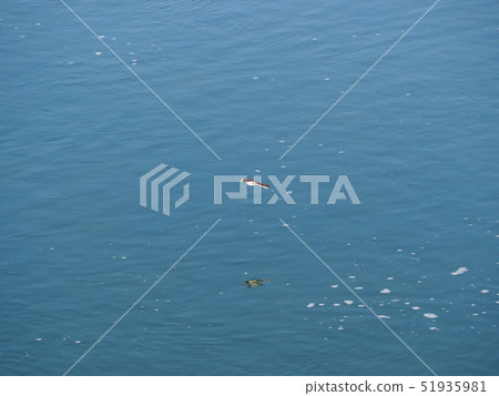 魷魚在水面快速飛行 51935981