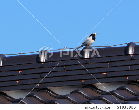 Sakirei on the roof 51935999