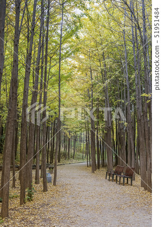 Ginkgo Forest, Seoul Forest, Seongdong-gu, Seoul 51951484