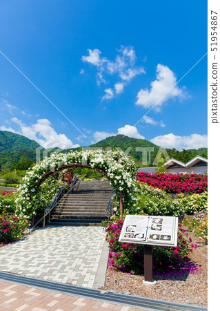 Rose, Rose Garden, Fujikawa Craft Park Rose, Rose Garden, Fujikawa Craft Park 51954867