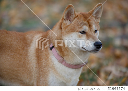 Cute red shiba inu is standing in the autumn park. Cute red shiba inu is standing in the autumn park. 51965574