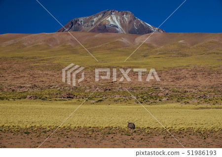 Rhea pennata tarapacensis feeding in the highlands Rhea pennata tarapacensis feeding in the highlands 51986193