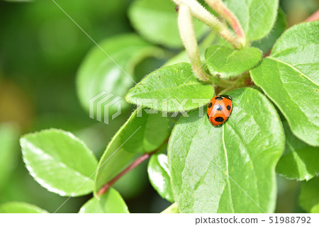 Anemone beetle on leaf of honeysuckle 51988792