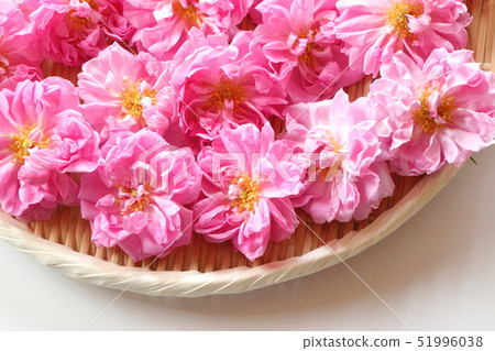 大馬士革玫瑰 51996038