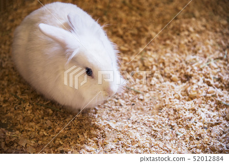Rabbit Rabbit 52012884