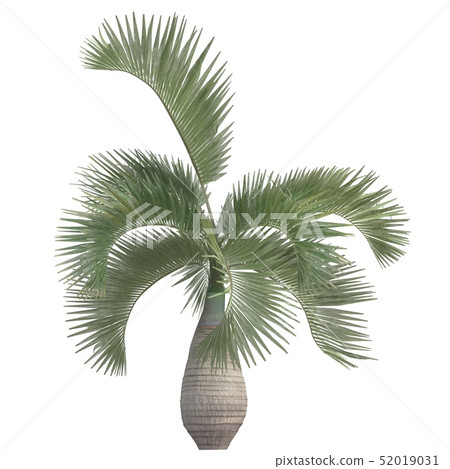 Palm Tree 3d illustration isolated on the white background Palm Tree 3d illustration isolated on the white background 52019031