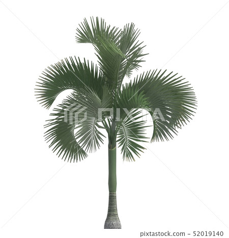 Palm Tree 3d illustration isolated on the white background Palm Tree 3d illustration isolated on the white background 52019140