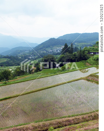 Terraced rice fields in Yoshino, Motoyama-cho, Kochi Prefecture Terraced rice fields in Yoshino, Motoyama-cho, Kochi Prefecture 52021925
