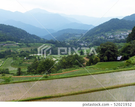 Terraced rice fields in Yoshino, Motoyama-cho, Kochi Prefecture Terraced rice fields in Yoshino, Motoyama-cho, Kochi Prefecture 52021932