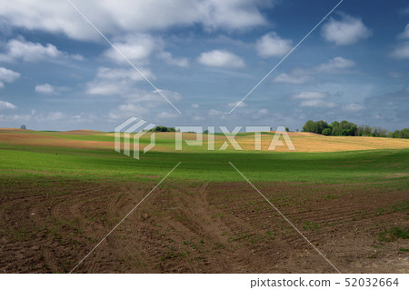 Rolling hills, farm field and dandelions in meadow 52032664