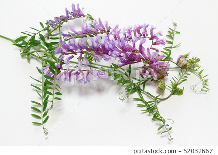 Fujikusa Fujikusa 52032667