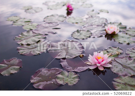 Lotus and leaves floating in pond water Lotus and leaves floating in pond water 52069822