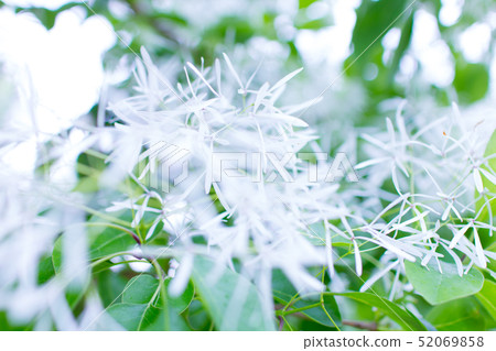 白花在公園裡 52069858