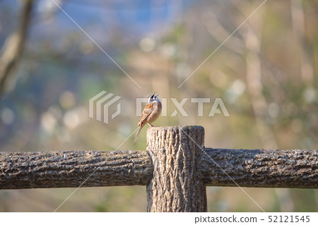 Singing bunting Singing bunting 52121545