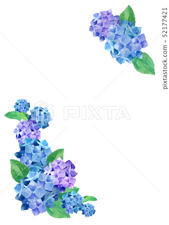 八仙花屬框架背景 52177421