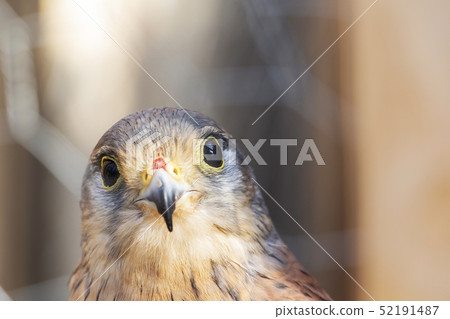 little Falcon Sunny day. bird of prey. 52191487