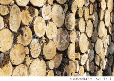 A large stack of pine logs stacked for collection A large stack of pine logs stacked for collection 52191501